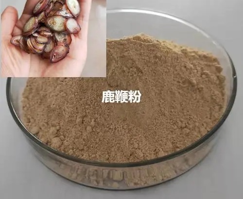 鹿鞭粉的功效与作用是什么