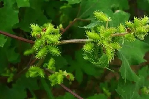 苍耳子的副作用有哪些