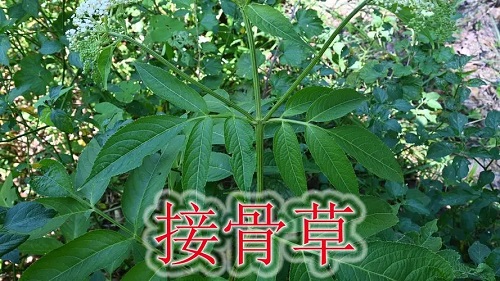 接骨草能治类风湿关节炎吗