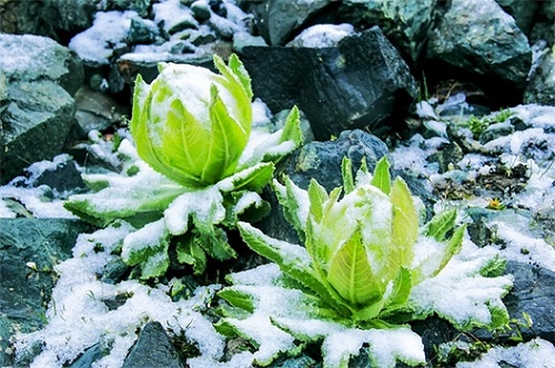 天山雪莲的功效与作用是什么