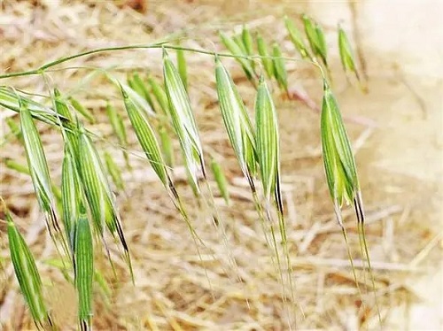 燕麦和野燕麦的区别是什么