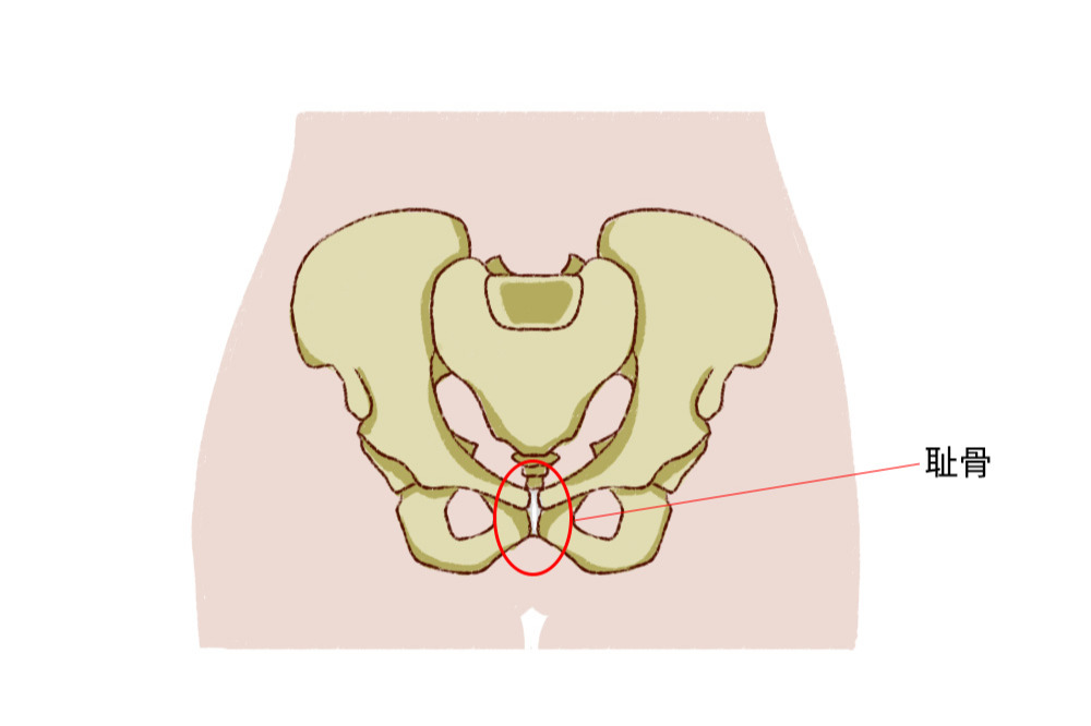 耻骨疼痛是哪个位置